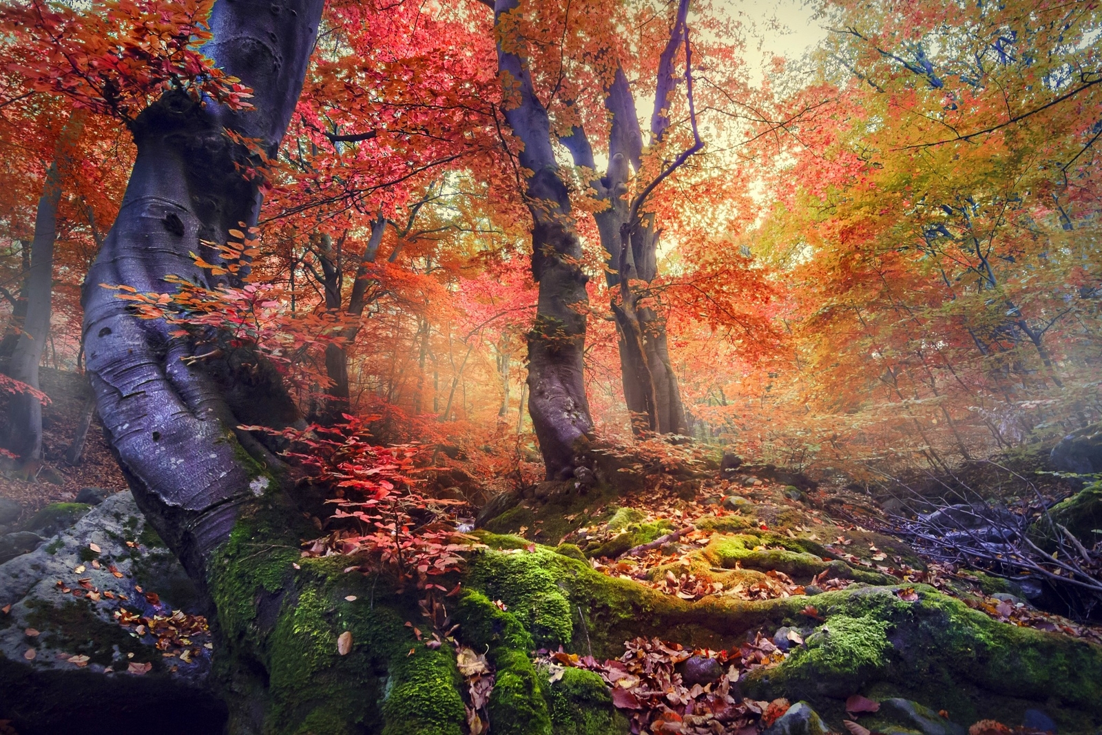 Landscape nature forest mist fall colorful trees moss Custom Gaming Mat Desk