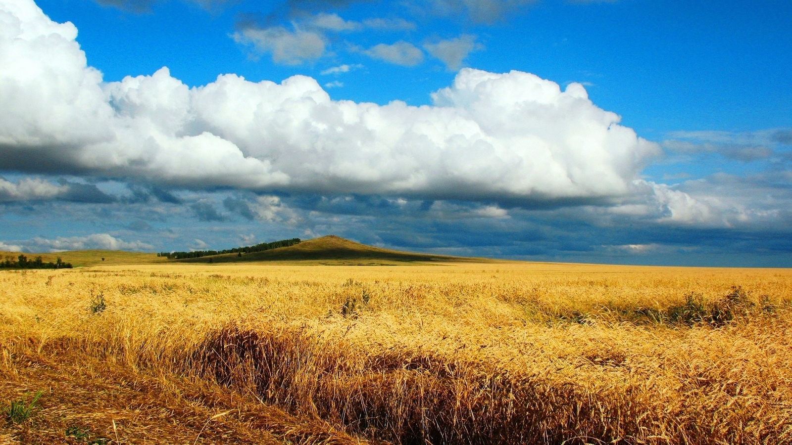 Landscape summer field wheat hills clouds far view Custom Gaming Mat Desk