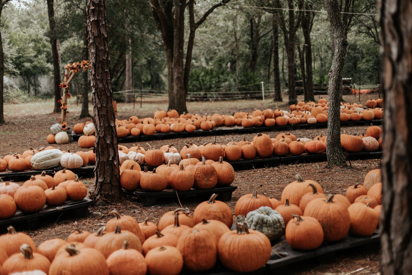 Landscape halloween pumpkin Custom Gaming Mat Desk