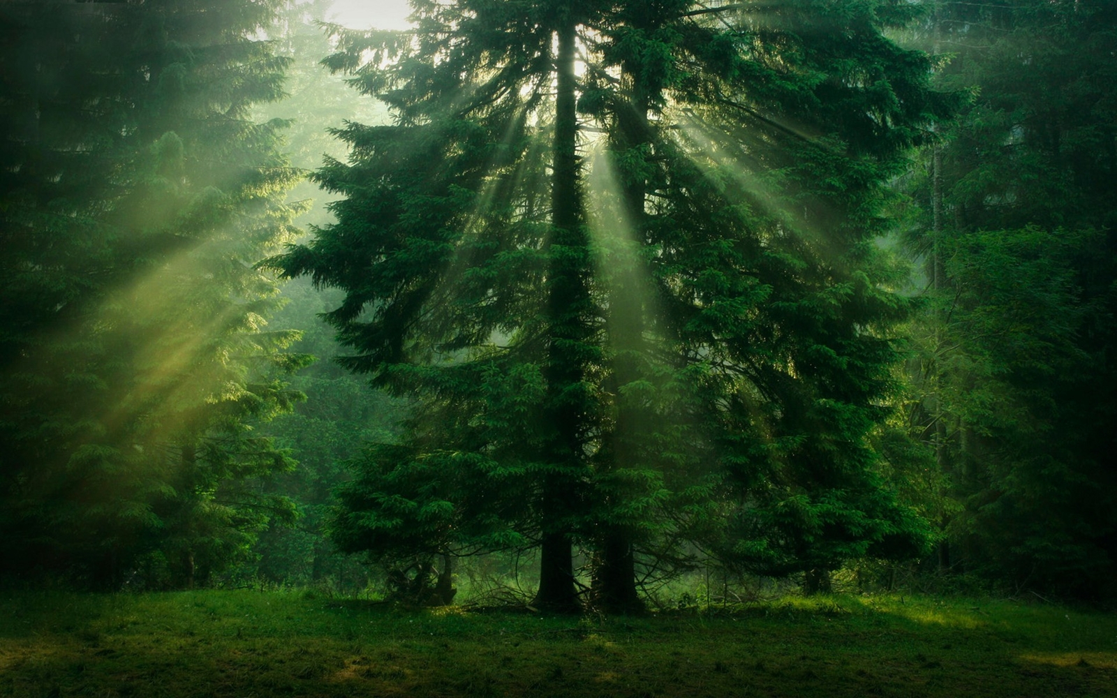 Landscape trees sunlight green forest nature grass Custom Gaming Mat Desk