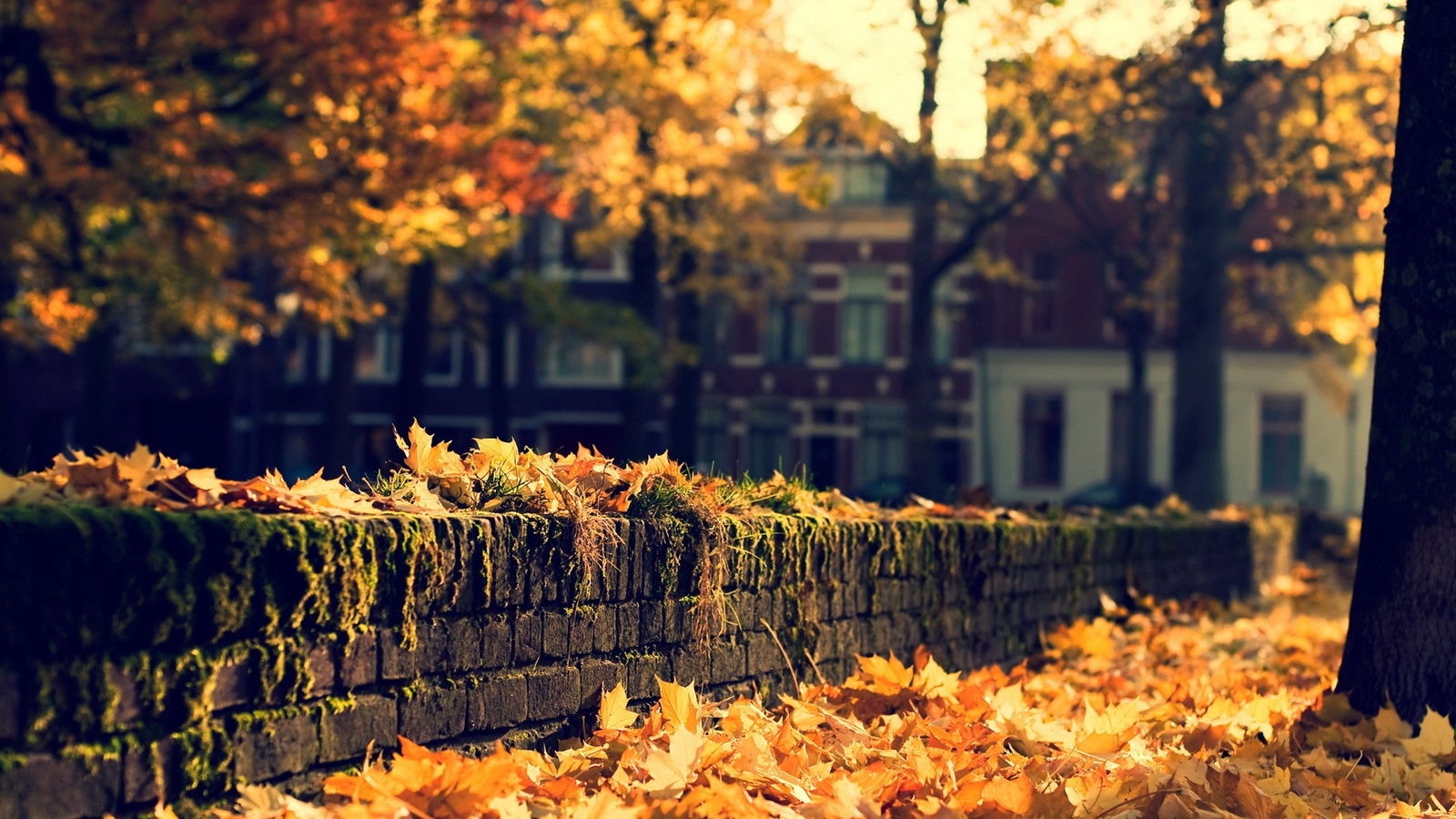 Landscape fall leaves fallen city Custom Gaming Mat Desk