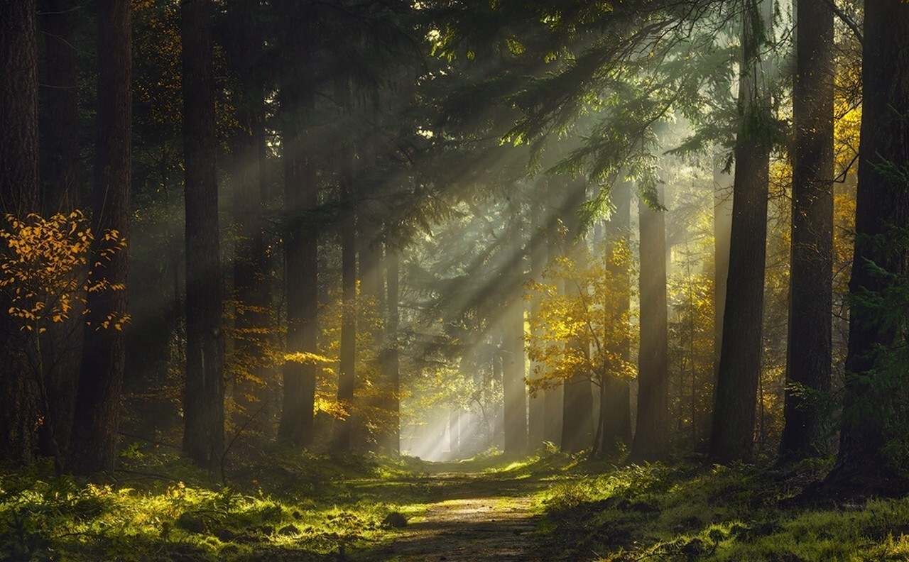 Landscape mist forest sunlight trees grass sunbeams path Custom Gaming Mat Desk