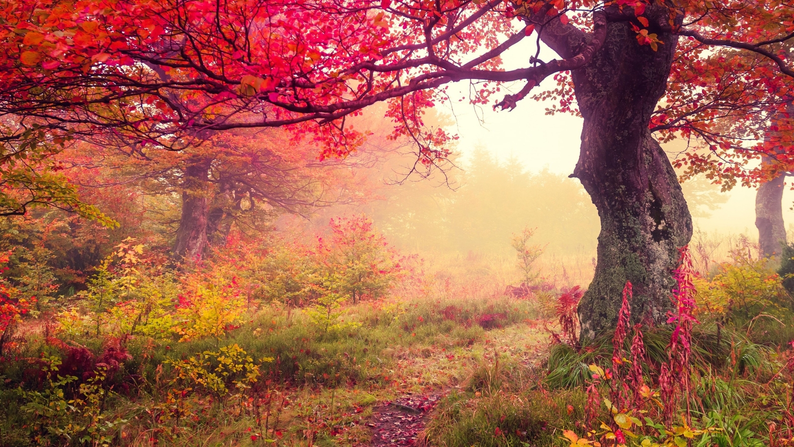 Landscape fall trees mist Custom Gaming Mat Desk