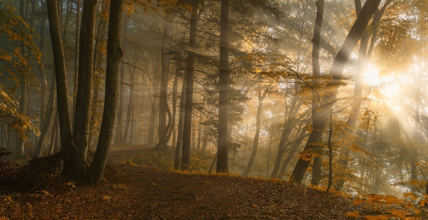 Landscape path leaves fall sunbeams sunlight forest Custom Gaming Mat Desk