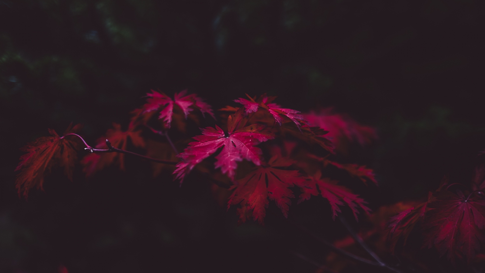 Landscape forest leaves fall low light Custom Gaming Mat Desk
