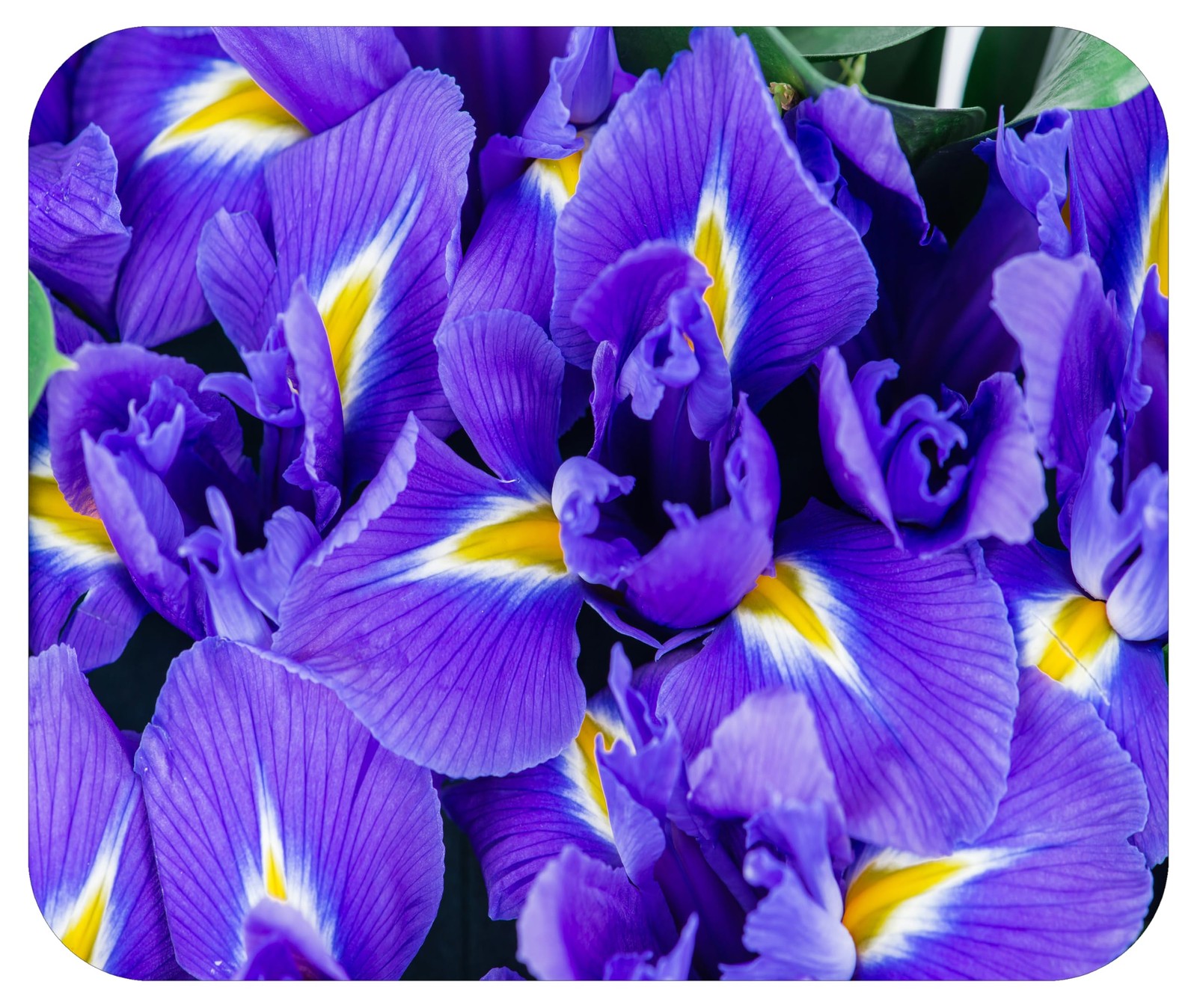 Floral Pattern Flower Mouse Pad Mat Mousepad for 9L x 8W inches, Iris MP111 