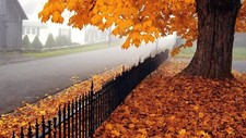 Landscape fall trees fence urban outdoors fallen leaves Custom Gaming Mat Desk picture