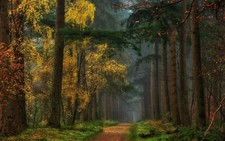 Landscape nature colorful fall forest dirt road grass Custom Gaming Mat Desk picture