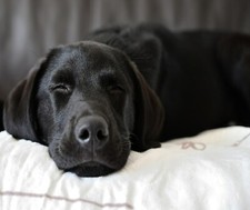 BLACK LAB LABRADOR DOG SLEEPING COMPUTER MOUSE PAD  9 x 7 picture