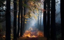 Landscape nature mist path forest grass sun rays morning Custom Gaming Mat Desk picture