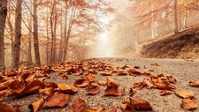 Landscape fall road trees worms eye view fallen Custom Gaming Mat Desk picture
