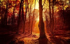 Landscape fall sunset forest trees sunlight nature Custom Gaming Mat Desk picture