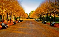 Landscape trees leaves tilt shift park fall fallen bench Custom Gaming Mat Desk picture