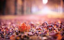 Landscape leaves fall depth of field fallen Custom Gaming Mat Desk picture