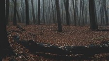 Landscape forest nature trees fall mist Custom Gaming Mat Desk picture