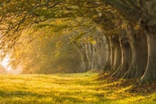 Landscape trees nature fall outdoors Custom Gaming Mat Desk picture