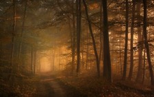 Landscape forest leaves shrubs trees sunlight mist sun Custom Gaming Mat Desk picture