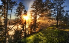 Landscape nature sun rays mist trees green grass path Custom Gaming Mat Desk picture