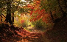 Landscape fall forest trees Custom Gaming Mat Desk picture