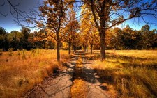Landscape fall trees Custom Gaming Mat Desk picture