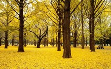 Landscape fall trees natural light yellow fallen leaves Custom Gaming Mat Desk picture