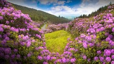 Landscape nature flowers trees forest plants clouds sky Custom Gaming Mat Desk picture