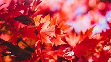 Landscape forest leaves fall Custom Gaming Mat Desk picture