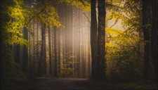 Landscape forest path fall trees mist Custom Gaming Mat Desk picture