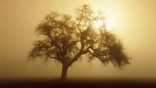 Landscape trees sunlight nature sky Custom Gaming Mat Desk picture