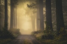 Landscape nature mist fall dirt road shrubs forest Custom Gaming Mat Desk picture