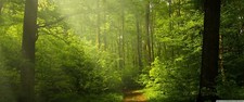 Landscape nature forest green Custom Gaming Mat Desk picture