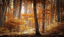 Landscape forest nature trees fall Custom Gaming Mat Desk picture