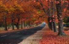 Landscape fall road leaves trees Custom Gaming Mat Desk picture