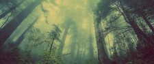 Landscape forest trees mist Custom Gaming Mat Desk picture
