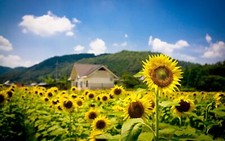 Landscape nature sunflowers plants outdoors flowers Custom Gaming Mat Desk picture