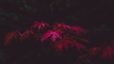 Landscape forest leaves fall low light Custom Gaming Mat Desk picture